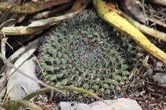 Mammillaria meiacantha