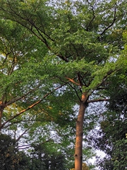 Terminalia neotaliala