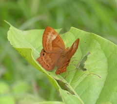 Abisara bifasciata