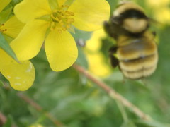 Bombus borealis