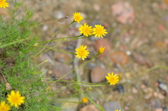 Thymophylla tenuiloba