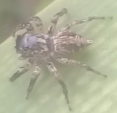 Leptofreya ambigua