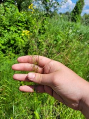 Rorippa brachycarpa
