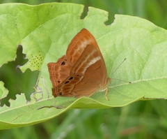 Abisara bifasciata