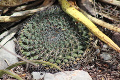 Mammillaria meiacantha