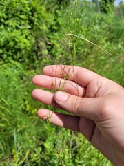 Rorippa brachycarpa