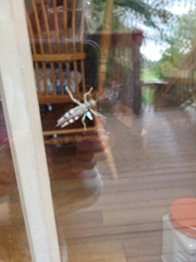 Melanoplus punctulatus