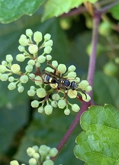 Ceropales maculata