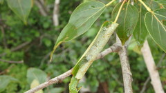Tortricoidea