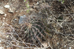 Hamatocactus hamatacanthus hamatacanthus