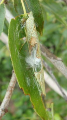 Tortricoidea