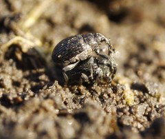 Ceutorhynchini