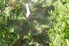Cyrtophora citricola