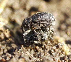 Ceutorhynchini