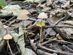 Psathyrella longipes