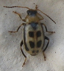Cerotoma trifurcata