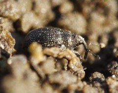Ceutorhynchini