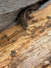 Sceloporus occidentalis occidentalis