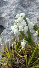 Erica calcareophila