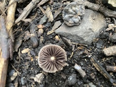 Psathyrella longipes