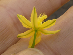 Bulbine frutescens