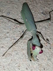 Sphodromantis viridis