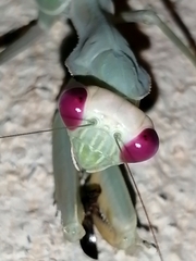 Sphodromantis viridis