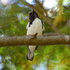 Setophaga caerulescens