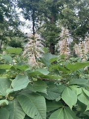Aesculus