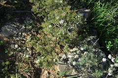Agathosma latipetala