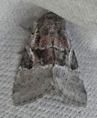 Meropleon diversicolor