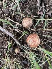 Amphibolips quercusjuglans