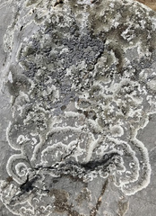 Kretzschmaria deusta