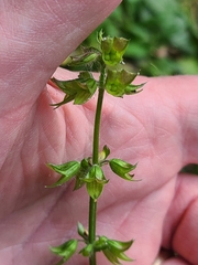 Salvia lyrata