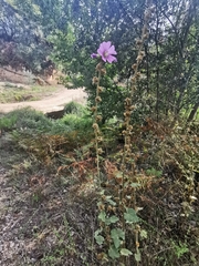 Alcea rosea