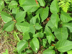 Toxicodendron rydbergii
