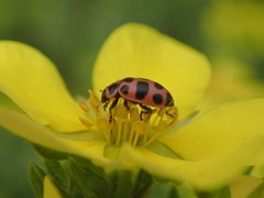 Coleomegilla maculata