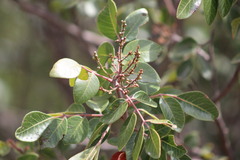 Rhus virens