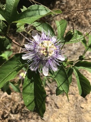 Passiflora incarnata