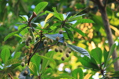 Elaeocarpus apiculatus