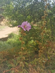 Alcea rosea