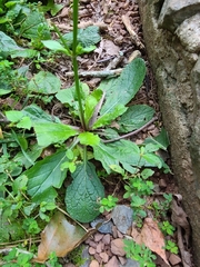 Salvia lyrata