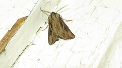 Agrotis venerabilis