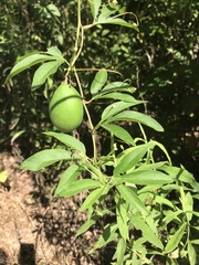 Passiflora incarnata
