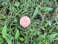 Amphibolips quercusjuglans