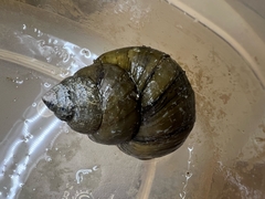 Cipangopaludina chinensis