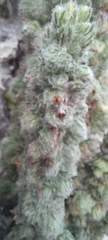 Erica occulta