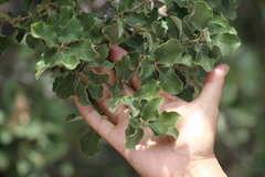 Quercus invaginata