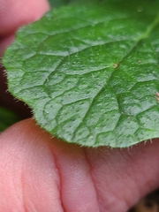 Salvia lyrata