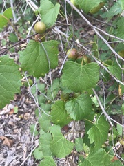 Vitis rotundifolia